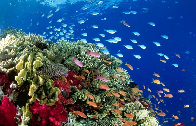 Kayaking & Snorkeling in Biesanz Bay - Foto 3