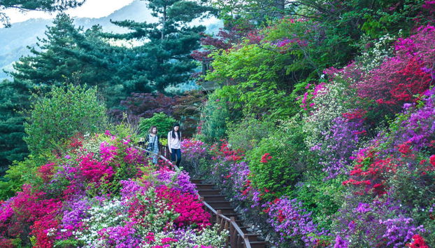 Excursión a la Petite France, Isla Nami y Jardín de la Calma de la Mañana - Foto 3