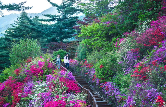 Excursión a la Petite France, Isla Nami y Jardín de la Calma de la Mañana - Foto 3