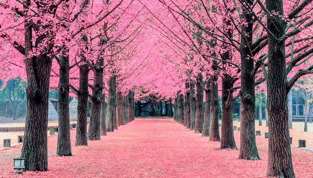 Excursion à la Petite France et l’île Nami + Draisine - Photo 4