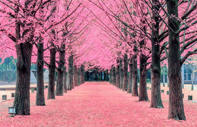 Excursión a la isla Nami - Foto 1