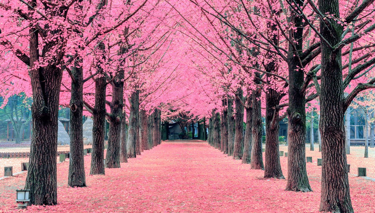 Excursión a la isla Nami - Foto 1