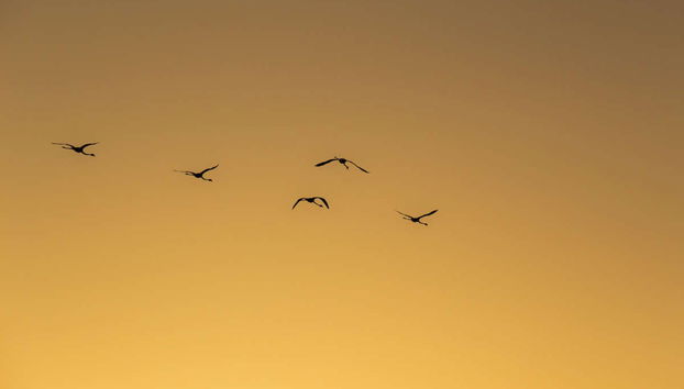 Paseo en barco por las marismas del Odiel al atardecer - Foto 2