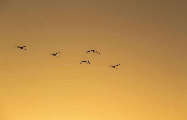 Odiel Marshes Sunset Boat Trip - Photo 2