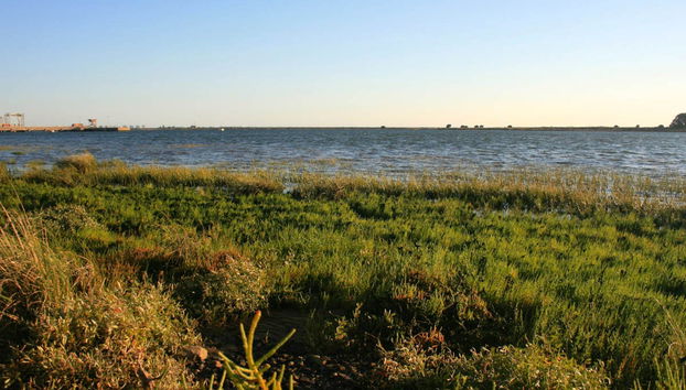 Paseo en barco por las marismas del Odiel al atardecer - Foto 5
