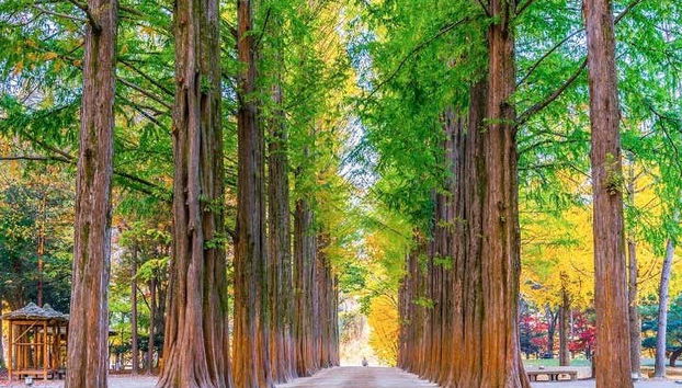 Nami Island Day Trip - Foto 2