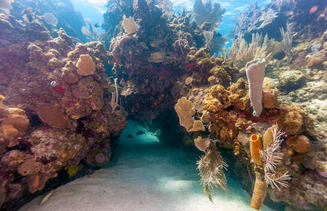 Glass Bottom Boat Tour - Foto 3