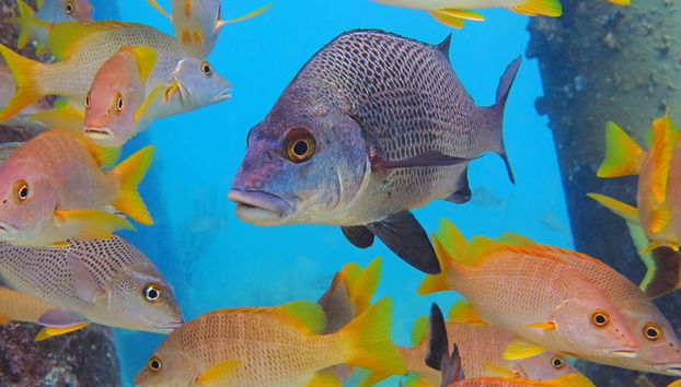 Glass Bottom Boat Tour - Foto 2