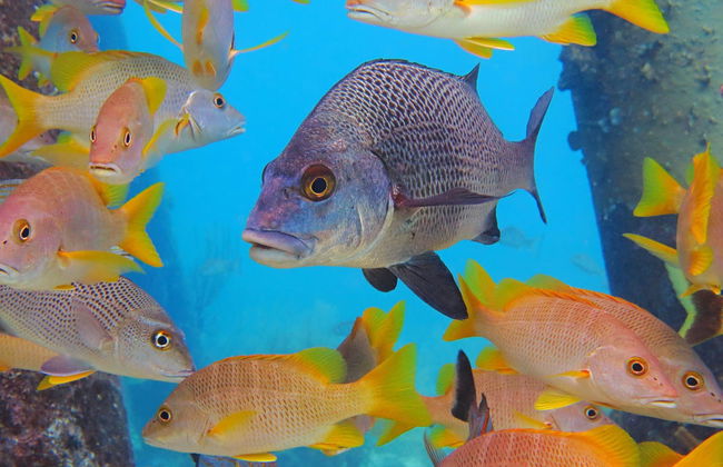 Glass Bottom Boat Tour - Foto 2