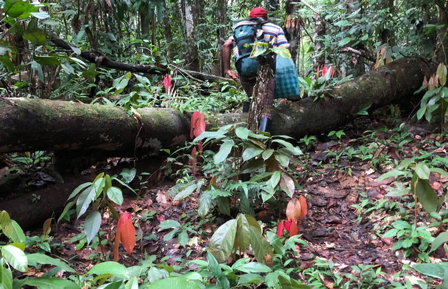 Circuit de 3 jours dans la forêt amazonienne - Photo 5