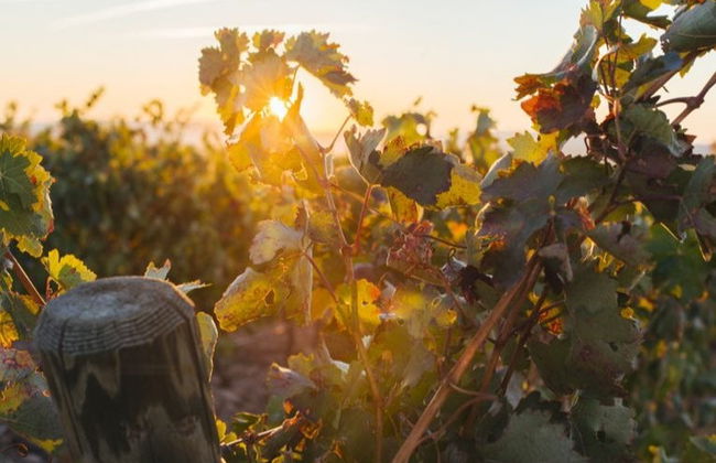 Visita a las bodegas Altanza - Foto 5