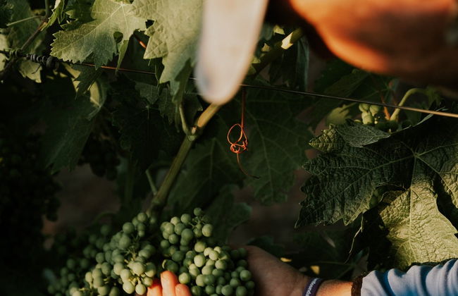 Visita a las bodegas Altanza - Foto 7