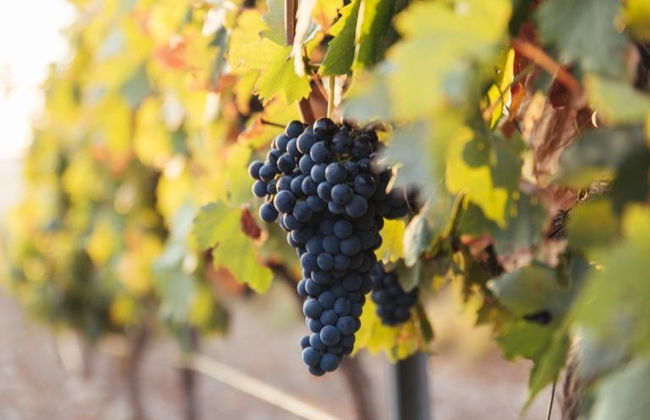 Visita a las bodegas Altanza - Foto 4