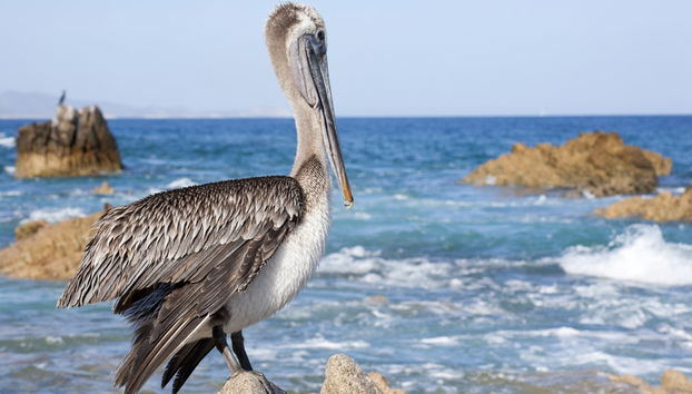 Giro in barca a Cabo San Lucas con snorkeling - Foto 3