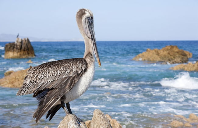 Giro in barca a Cabo San Lucas con snorkeling - Foto 3