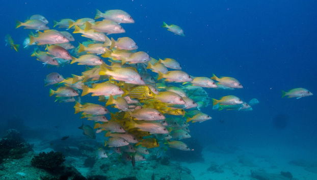 Giro in barca con fondo di vetro - Foto 3