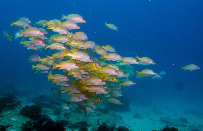 Giro in barca con fondo di vetro - Foto 3