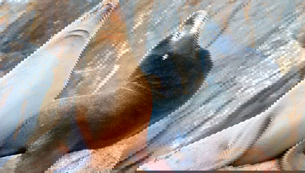 Giro in barca con fondo di vetro - Foto 1