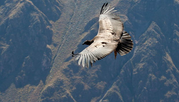Escursione a Chivay e al Canyon del Colca - Foto 4
