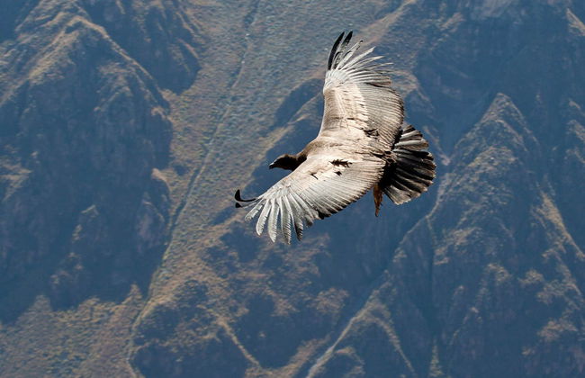 Escursione a Chivay e al Canyon del Colca - Foto 4