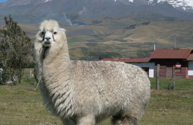 Excursion au volcan Chimborazo - Photo 3