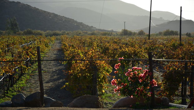 Excursão privada saindo de Tijuana - Foto 3