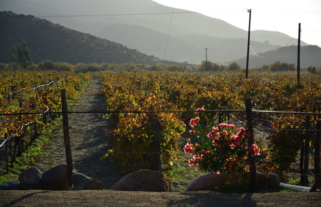 Excursão privada saindo de Tijuana - Foto 3