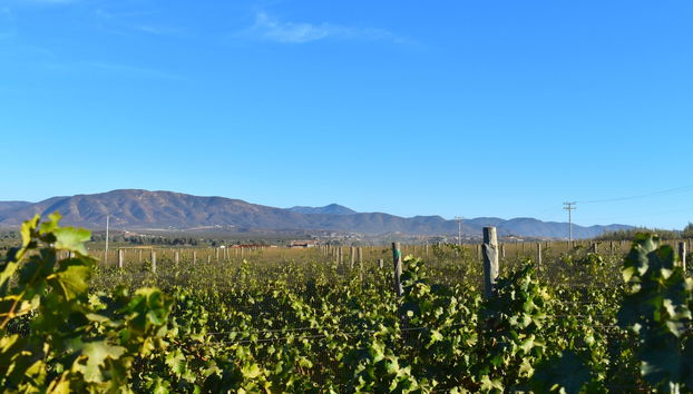 Excursão privada saindo de Tijuana - Foto 4