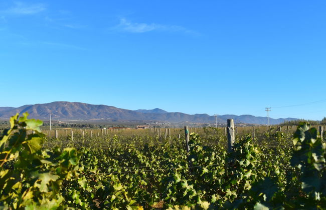 Excursão privada saindo de Tijuana - Foto 4