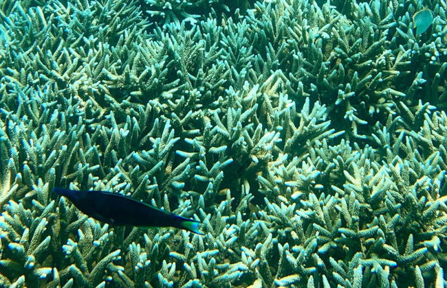 Snorkel en la isla Pigeon - Foto 7
