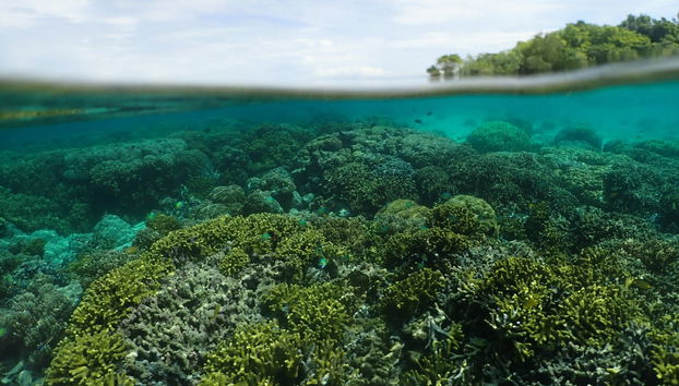 Pigeon Island Snorkelling - Photo 3