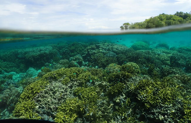 Snorkelling in Pigeon Island - Foto 1