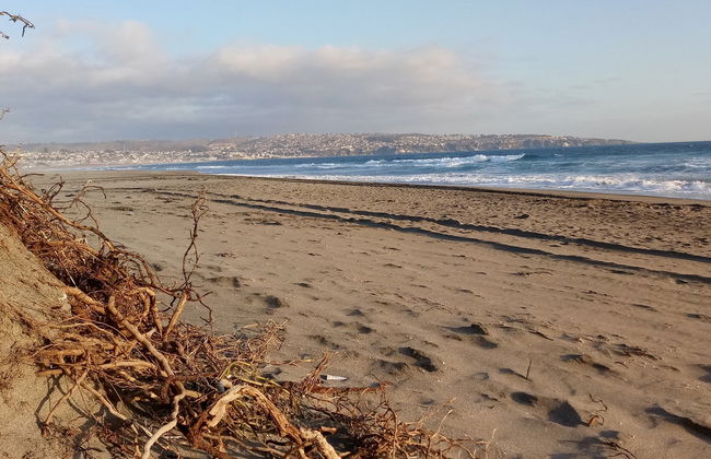 Excursion à l'île Noire, Algarrobo et Quintay - Photo 2