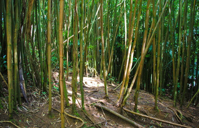 Excursion à la cascade de Manoa - Photo 7