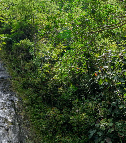 Foto - Excursão à cachoeira de Manoa