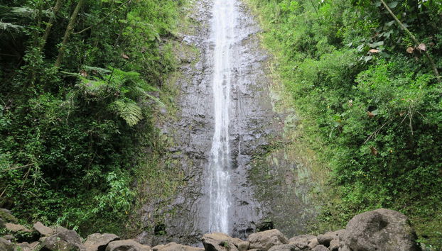 Manoa Falls Day Trip - Foto 2
