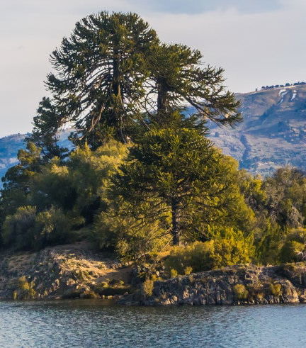 Foto de Excursión a Villa Pehuenia