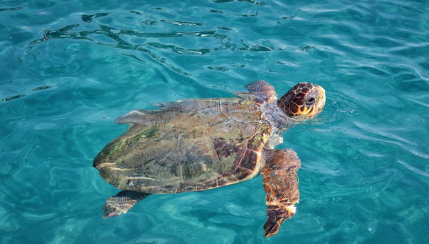 Crociera con avvistamento di tartarughe - Foto 2