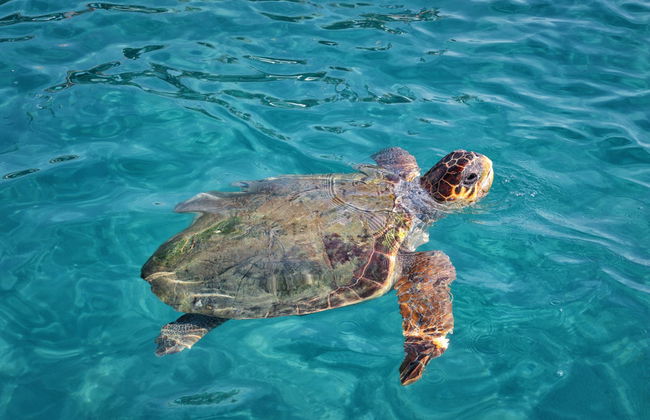 Crociera con avvistamento di tartarughe - Foto 2