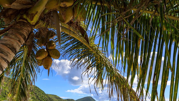 Beaches of Saint Kitts Tour - Photo 4