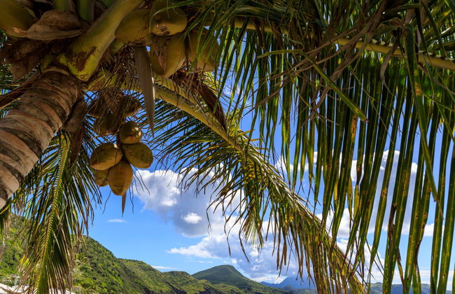 Beaches of Saint Kitts Tour - Photo 4