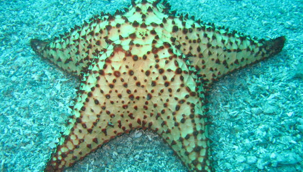 St. Kitts Cruise with Lunch - Photo 2