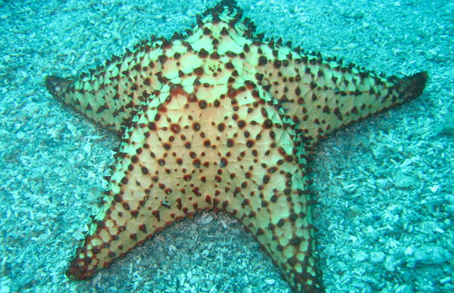 Basseterre Sunset Catamaran Trip & Snorkelling - Photo 7