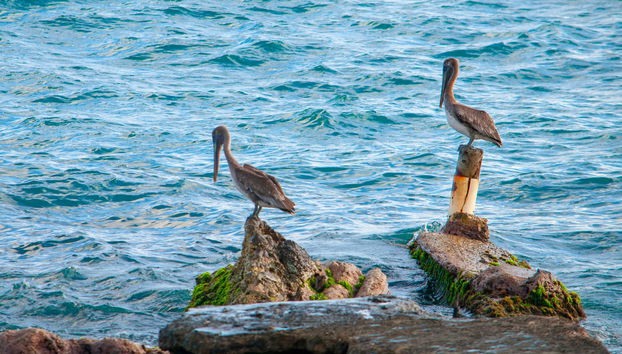 Basseterre Sunset Catamaran Trip & Snorkelling - Photo 5