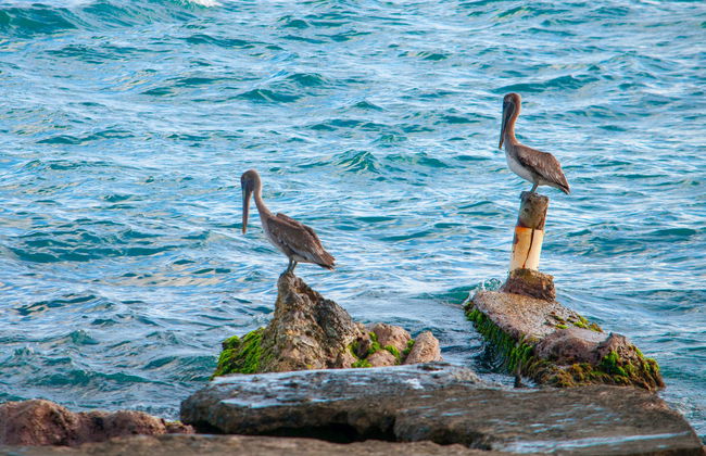 Basseterre Sunset Catamaran Trip & Snorkelling - Photo 5