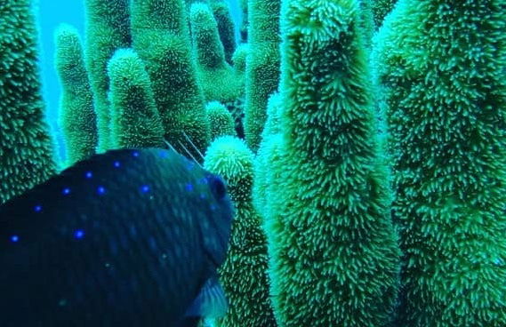 PADI Open Water Diving Course - Foto 7