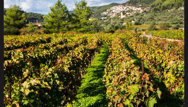 Korčula Island Day Trip - Foto 4