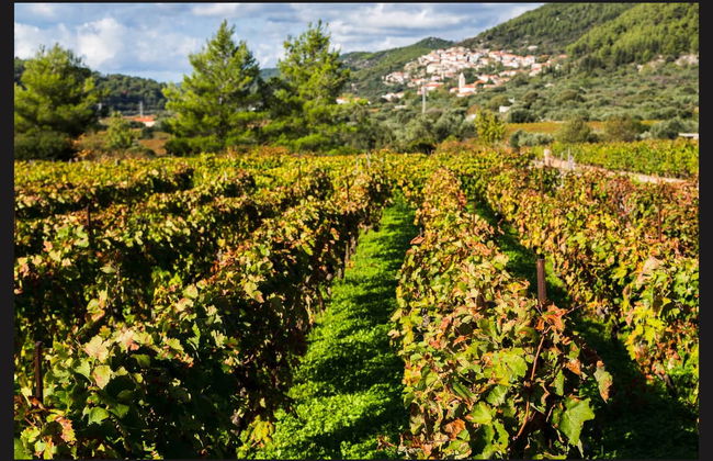 Korčula Island Day Trip - Foto 4