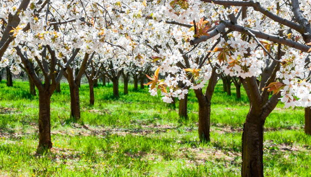 Excursion dans la vallée du Jerte - Photo 4