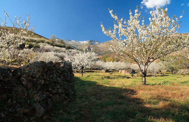 Excursion dans la vallée du Jerte - Photo 2
